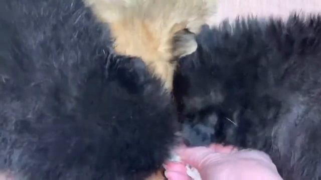 Первый обед маленьких шпицулек в новом доме.