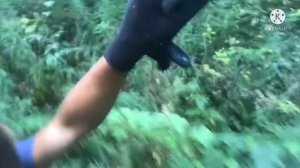 Срущие в лесу