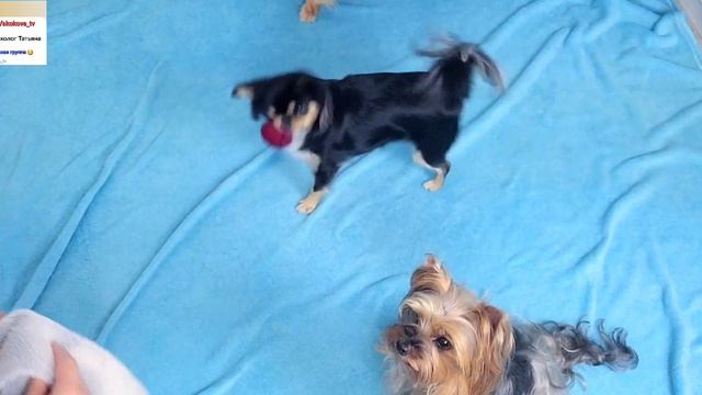 Как научить собаку трюку "Завернись" Собаки-роллы. Подробный урок от кинолога смотреть онлайн