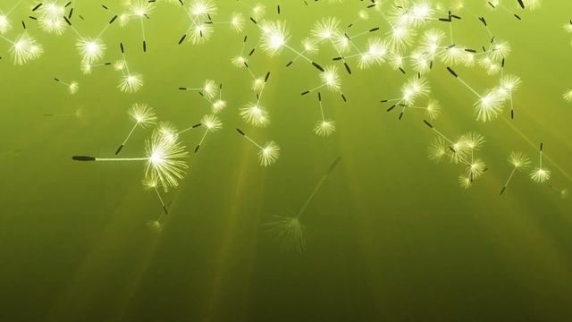 Background Dandelionseeds - Видеофон Одуванчики