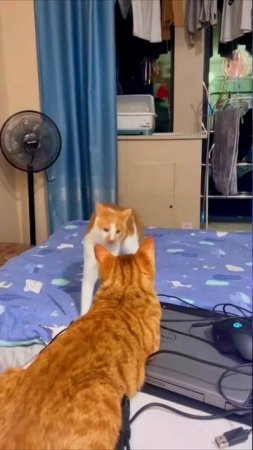 Музыкальные коты #1-17