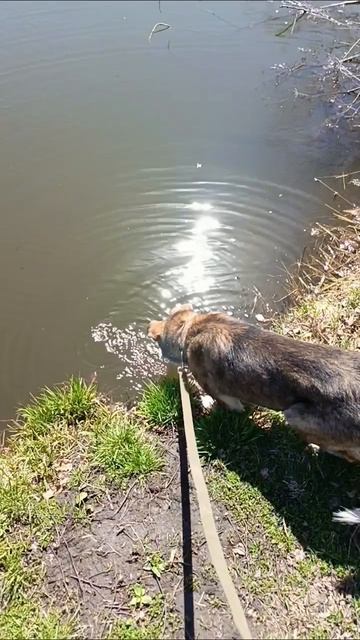водопой