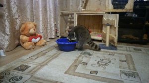 Енот стирает