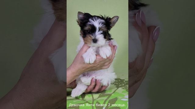 Девочка Янти бивер смотреть онлайн