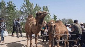 гов мол бозори н чайхун