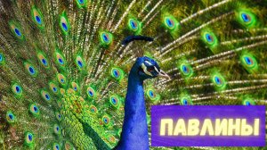 Павлины. Спой, светик, не стыдись! Интересные факты о павлинах