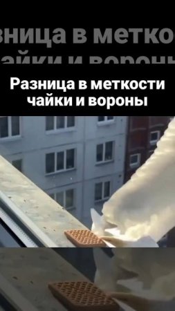 разница в меткости у чайки и вороны