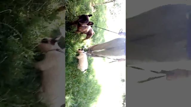 The best breed : French bulldogs mom& daughter. И Борис Викторович  Медведев
