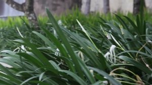 Бали: Conrad Bali Resort&SPA и побережье Нуса-Дуа / Bali / Nusa-Dua