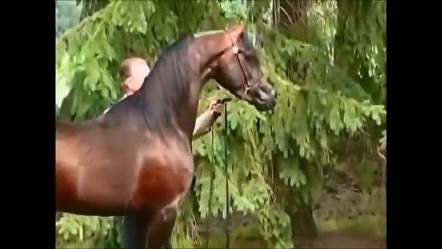 Арабская лошадь. смотреть онлайн