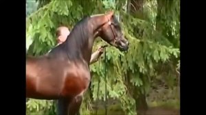 Арабская лошадь.