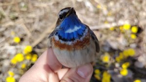 Ловля варакушек