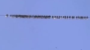 Мариуполь.Николаевские голуби.Прокопчук Г.И. -4