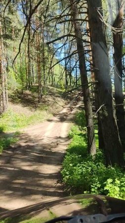 Лесные тропы