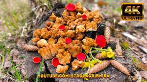 Часовая Тихая Охота, Подарила Много Эмоций И Строчков Гигантских. Сбор Грибов 2025.