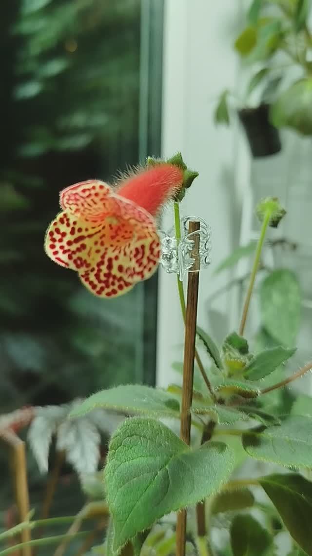 1000003633.mp4