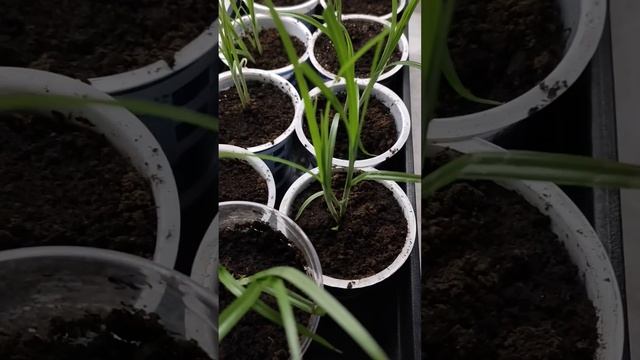 Кошечке Барсе понравился вкус рассады земляного ореха(земляного миндаля). Решила вырастить ей зелены