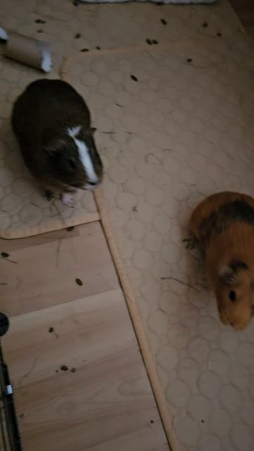 Свинки сказали, что им надо выдать морковь