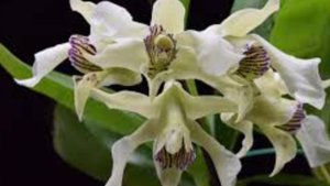 П-2. Ч-4. Обзор дендробиума Roy Tokunaga через 32 дня после получения 2ой посылки из 7 орхидей