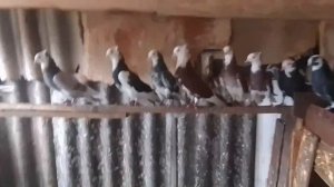 голуби акбаши