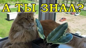 ФИКУС формирую, черенкую, укореняю вместе с МЕДОМ🔥🔥🔥