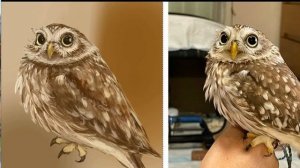 A little owl // Маленькая сова