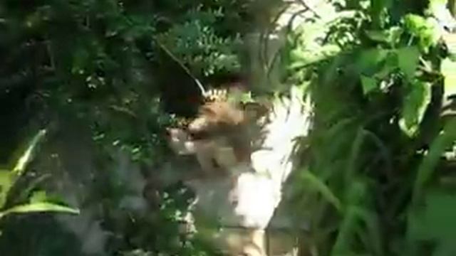 щенки2019 009 Шелти питомника ШЕЛТИКИСС. смотреть онлайн