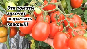 НИЗКОРОСЛЫЕ ТОМАТЫ, КОТОРЫЕ НЕ ПОДВЕДУТ! 5 лучших сортов для ленивых дачников