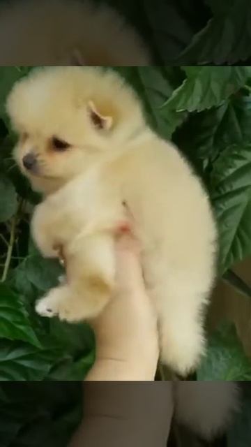 Померанский шпиц мальчик мини