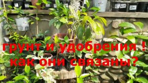 Правильный Грунт, как залог успеха. Чем можно удобрять. Обзор цитрусовых.