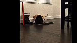 Кошки и огурцы 😾😾😾 Кошка испугалась огурца!!! 😂 Приколы с животными