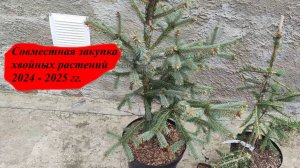 Обзор покупки  Ель Блю Магу, Ель Инверса, Пихта Блю Имперор. СЗ хвойных 24-25гг