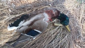 Селезень 2025