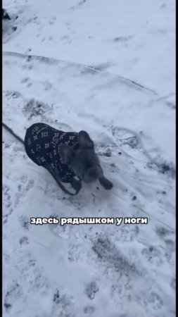 Визуальный контакт с Юю😊#кинолог #дрессировка #собаки