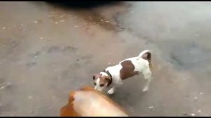 Бутылка лопнула, собаку нокнула