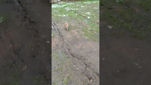 Сеня каждое утро не смотря на время года и погоду ждет когда его выведут на улицу.