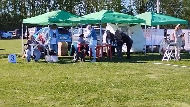 Выставка 18.05.2024 года в Ярославле эксперт Чайковская Флера #АршкерриМашинаВремени-ЛПП,БИГ 3