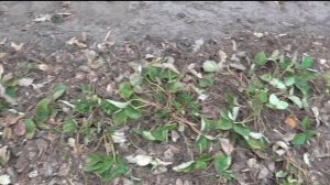 Работы с клубникой весной