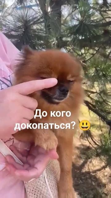 Кому-то скучно😃 #почемусобака, #шпиц