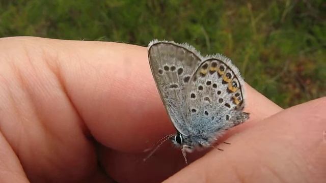 Голубянка Икар