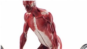 Становая тяга и Бицепс...🏋(3D-анимация)
