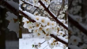 Вишня будет? .mp4