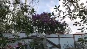 Поэзия в моем весеннем саду) часть 4