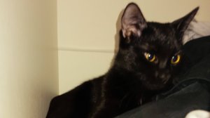мир глазами кота