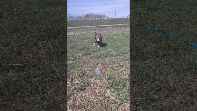 rutube.ru