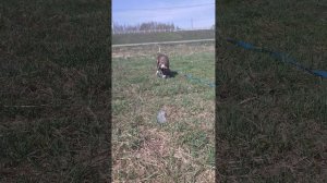 ВОЛЬВИК  #Шереметьевский   #приют