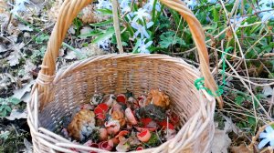 Корзина весенних грибов #грибы #грибалка #лес #гриб #грибы2025 #весна #весна2025 #строчки #тренды