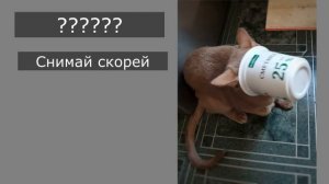 Кот застрял в банке от сметаны. Смешной и забавный кот КотДзен и его приколы