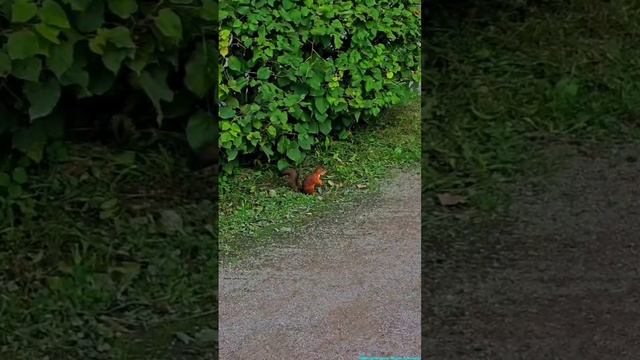 Общительная белочка из Петергофа!
