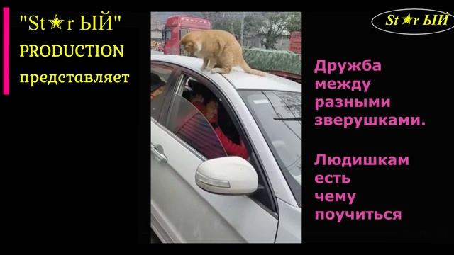Дружба между разными зверушками. Людишкам есть чему поучиться